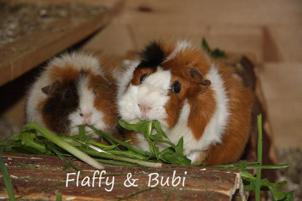 Flaffy und Bubi